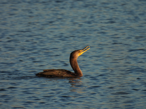 iNaturalist observation photo of Double-crested Cormorant
