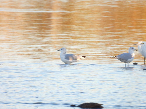 iNaturalist observation photo of Ring-billed Gull