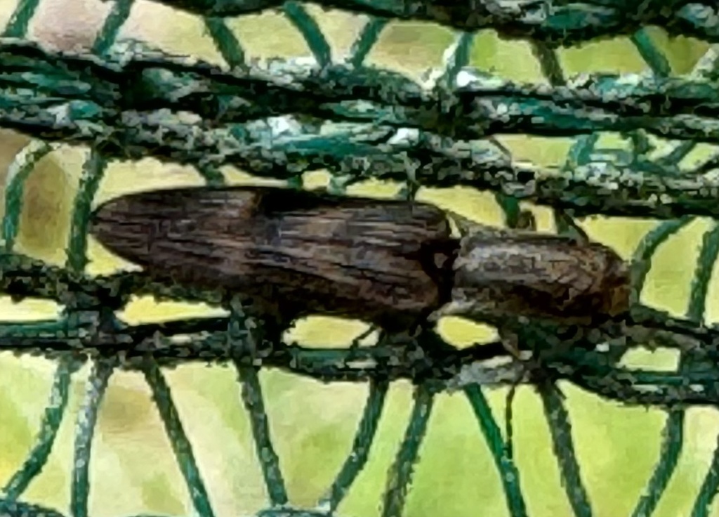 Protelater guttatus