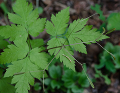 Osmorhiza depauperata