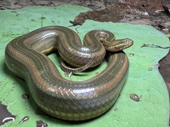 Rainbow Mud Snake photo 3