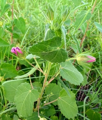 Pavonia lasiopetala