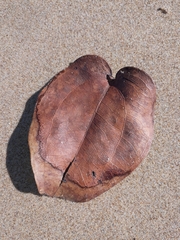 Smilax australis