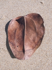 Smilax australis
