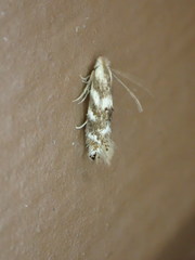Bucculatrix canadensisella