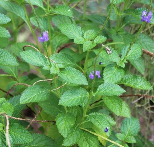 Stachytarpheta jamaicensis iNat (1)