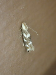 Bucculatrix canadensisella