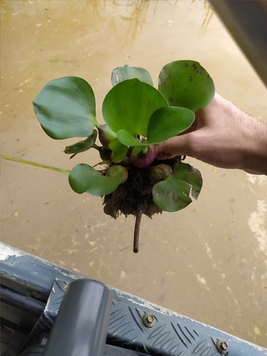 common water hyacinth