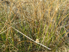 Chionochloa rubra