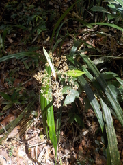 Hypolytrum schraderianum