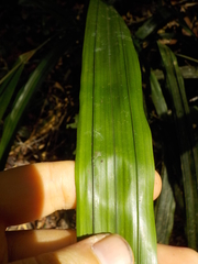 Hypolytrum schraderianum