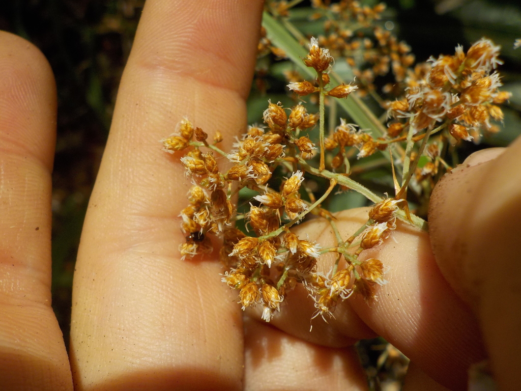 Hypolytrum schraderianum