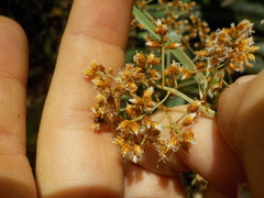 Hypolytrum schraderianum