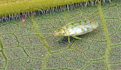 Orthotylinae