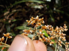 Hypolytrum schraderianum