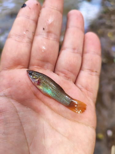 Shortfin molly (Poecilia mexicana) — Poeciliidae — 3