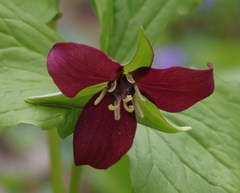 Trillium erectum erectum