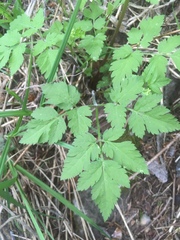 Osmorhiza depauperata