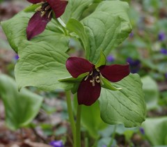 Trillium erectum erectum