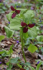 Trillium erectum erectum