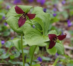 Trillium erectum erectum