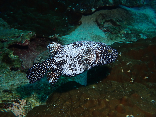 Guineafowl Puffer