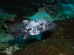Guineafowl Puffer photo 4