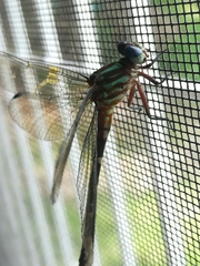 Erpetogomphus constrictor