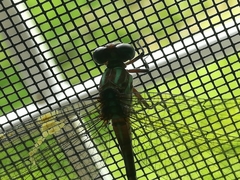 Erpetogomphus constrictor