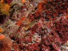 Spottedcheek Goby photo 4