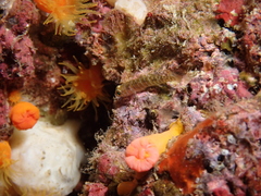 Spottedcheek Goby photo 3