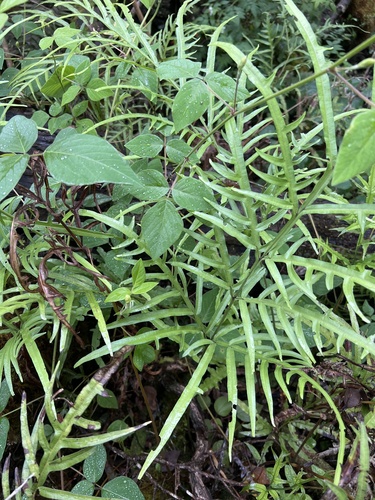 Pteris hillebrandii observed 2024-11-07