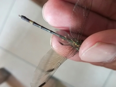 Erpetogomphus constrictor