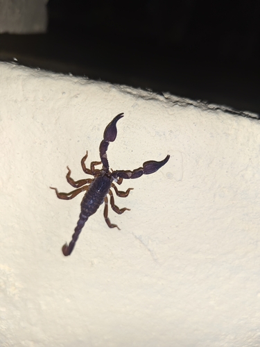 Chaerilus assamensis · iNaturalist