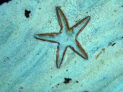 Astropecten polyacanthus