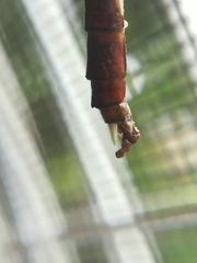 Erpetogomphus constrictor