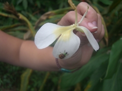 Diabrotica limitata