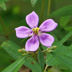 Melastoma malabathricum