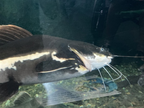 Red Tail Catfish