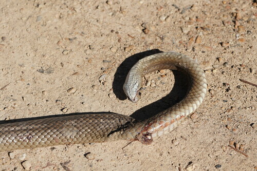 Eastern Brown Snake sighting
