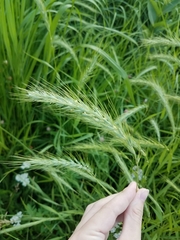 Elymus villosus