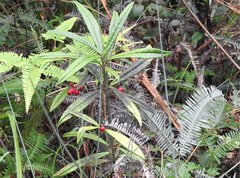 Ardisia lindleyana