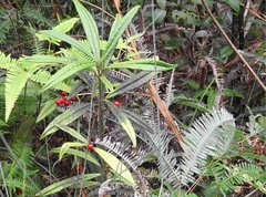 Ardisia lindleyana
