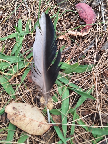 Plume de Canard à crinière