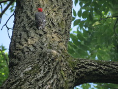 Melanerpes carolinus