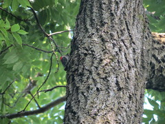Melanerpes carolinus