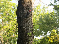 Melanerpes carolinus