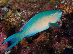 Bluechin Parrotfish photo 3