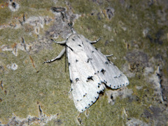 Acronicta vulpina