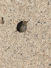 Phyllophaga lanceolata